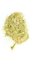 Pave - Goldflower - 6