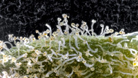 Space Lime - Cookies-9
