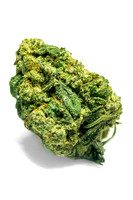 Stardawg x Northern Lights Cura-11