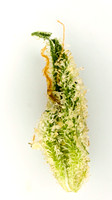 Gelato - Muv-5