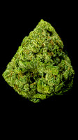 Stardawg x Northern Lights Cura-1