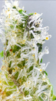 OG Kush Breath - Rise-13