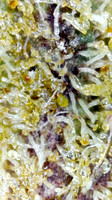 Zkusherz - Insa-5