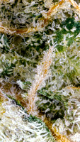 Brownie Scout - Rise-14