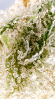 Sherbanger 22 - Goldflower - 14