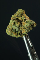 08-28-24 Beaver Cookies - GD