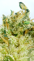 Sherbanger 22 - Goldflower - 12