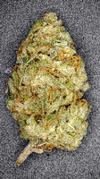 Jamaican Blue - Hillstreet-3