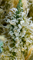 Sherbanger 22 - Goldflower - 10