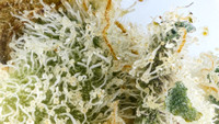 Space Lime - Cookies-5