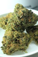 Beaver Cookies - GD-019