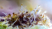 OG Kush Breath - Rise-17