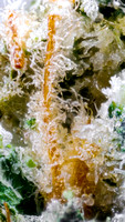 Brownie Scout - Rise-13