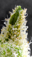 Green Dragon Churro Sex Grenade-13
