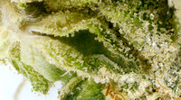 GMO Jungle Cake-6