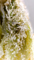 Banana Cream - Good Green Rise-20