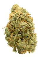 Jamaican Blue - Hillstreet-1