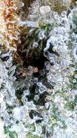 Jamaican Blue - Hillstreet-14