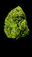 Stardawg x Northern Lights Cura-3