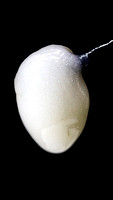 Apple Candie Live Wax - GD-19