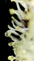 Zkusherz - Insa-6