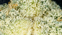 Space Lime - Cookies-14