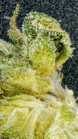 Surterra - PB + Smelly-37