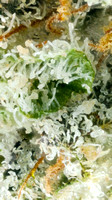 Bolo Runtz - Logical Hippie-5