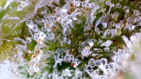 Lemon Pastries - GD-13