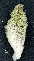 05-06-25 Snow Caps - Bud Kingz-12