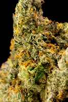Gelato 33 - JB-7