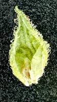 Lemon Tree-8