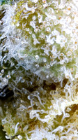 Bolo Runtz - Logical Hippie-20