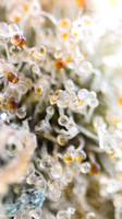 blueberry banana - cookies-6