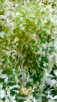 Lemon Tree-3