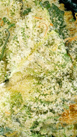 Mint Shake - Muv-9