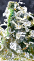 RS 11 - Cookies-10