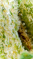 Surterra - PB + Smelly-41