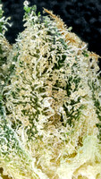 Pacman - Cookies-9