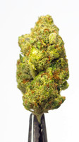 Lemon Zest - Surterra-005