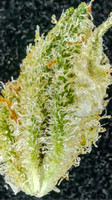 Surterra - PB + Smelly-36