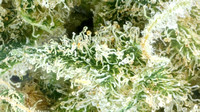 Blue Dream Insa-7