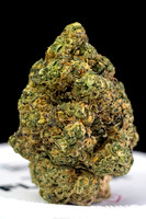 Amal - Insa-7