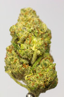 Lemon Zest - Surterra-014