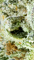 Bolo Runtz - Logical Hippie-13
