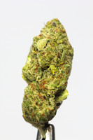 Lemon Zest - Surterra-009