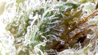ice P - Reserve - Insa-12