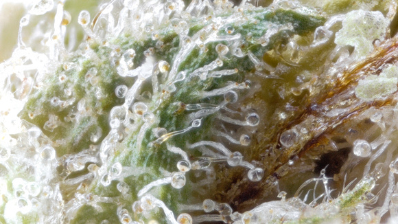 ice P - Reserve - Insa-12