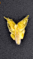 Insa Chimera-11
