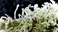 05-06-25 Snow Caps - Bud Kingz-14